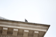 Columba livia domestica