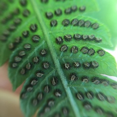 Christella ensifera