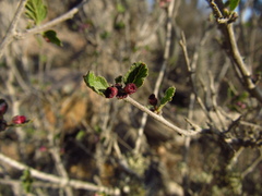 Bridgesia incisifolia