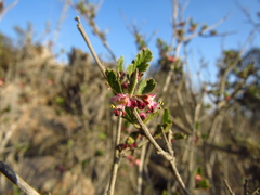Bridgesia incisifolia