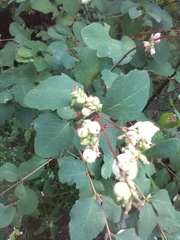 Symphoricarpos albus
