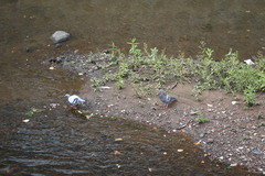 Columba livia domestica