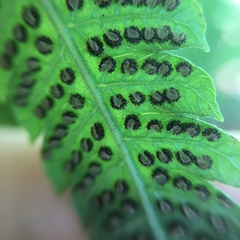 Christella ensifera