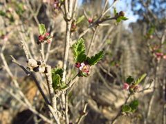 Bridgesia incisifolia