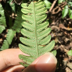 Christella ensifera