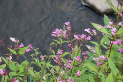 Impatiens glandulifera