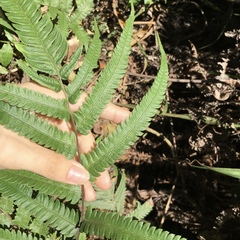 Christella ensifera