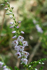Calluna vulgaris