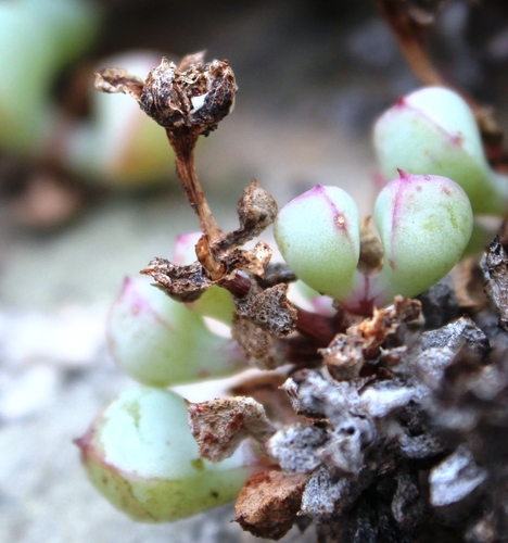 Ice Plant