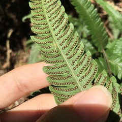 Christella ensifera