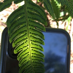 Christella ensifera