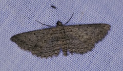 Psilosticha pristis