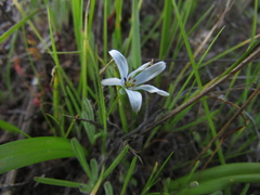 Tecophilaea violiflora