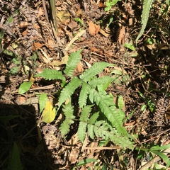 Christella ensifera