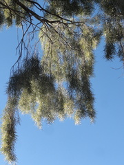 Acacia pendula