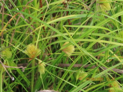 Carex bohemica