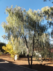 Acacia pendula