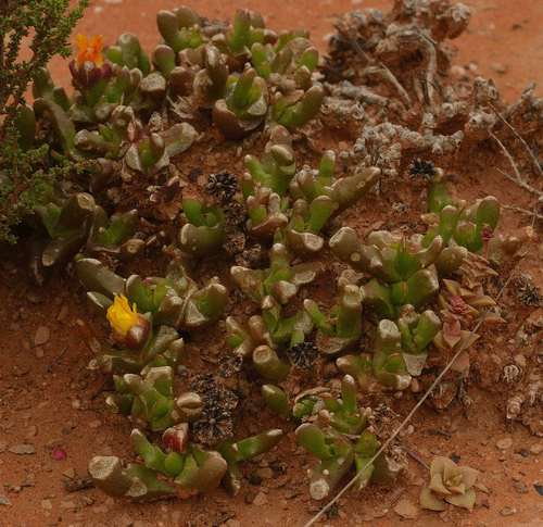 Glottiphyllum difforme (Glottiphyllum difforme)