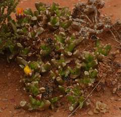Glottiphyllum difforme