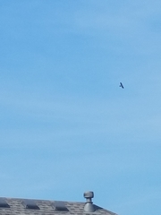 Ictinia mississippiensis