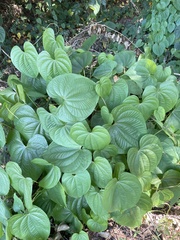 Dioscorea bulbifera