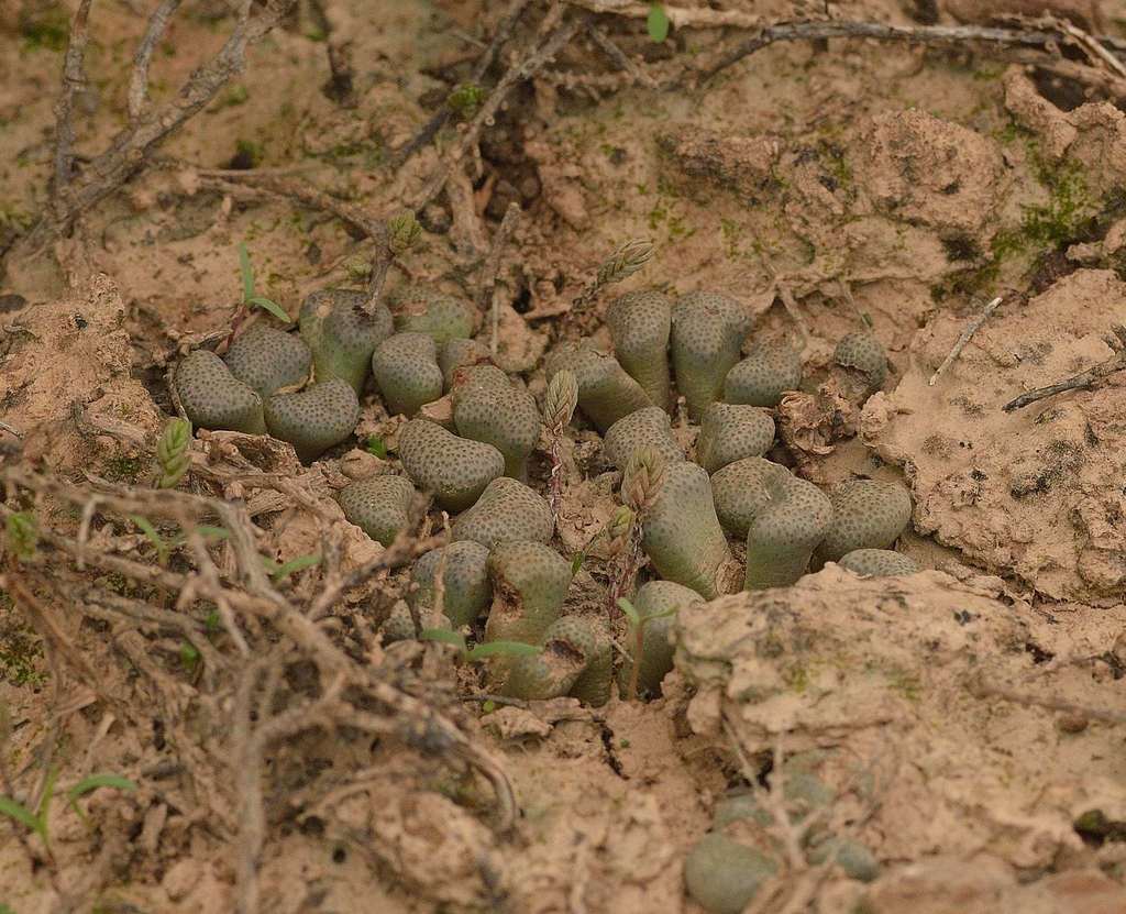 Aloinopsis schooneesii, R329, Willowmore
