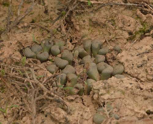 Aloinopsis schooneesii