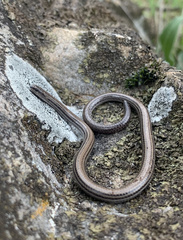 Aprasia striolata