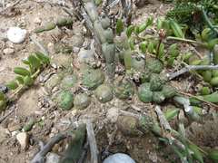 Euphorbia globosa