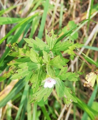 Geranium sibiricum