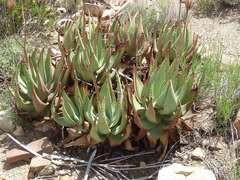 Aloe comptonii