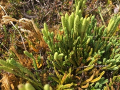 Diphasiastrum alpinum