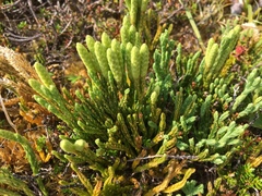 Diphasiastrum alpinum