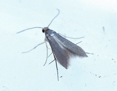 Schreckensteinia erythriella