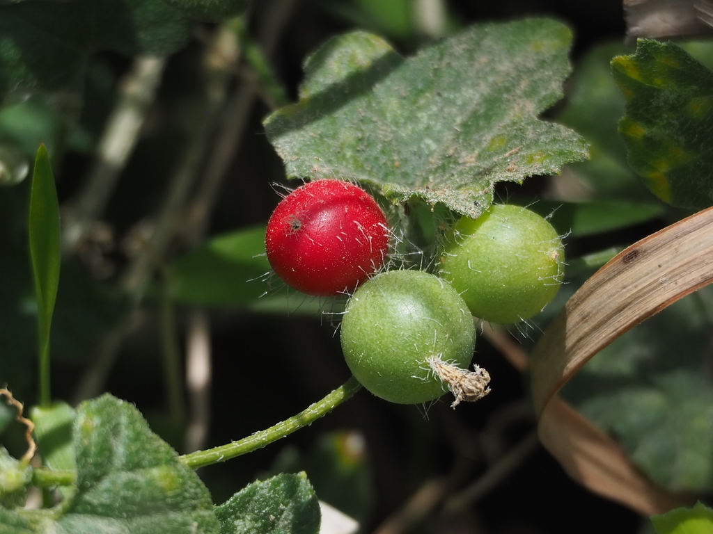 Madras Pea Pumpkin