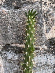 Austrocylindropuntia subulata