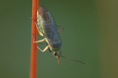 Placochilus seladonicus