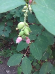Symphoricarpos albus