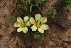 Moraea vuvuzela