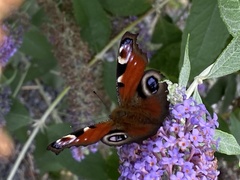 Aglais io