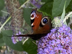Aglais io