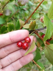 Ribes diacanthum