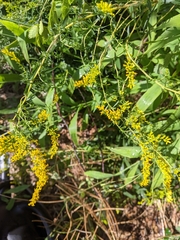 Solidago