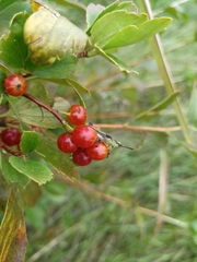 Ribes diacanthum