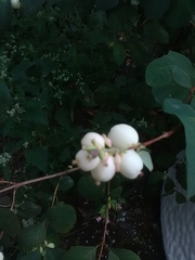 Symphoricarpos albus