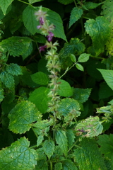 Stachys sylvatica