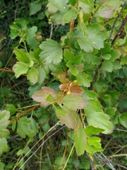 Ribes diacanthum