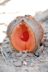 Hydnora africana