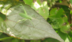 Orthoptera