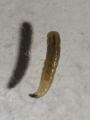 Musca